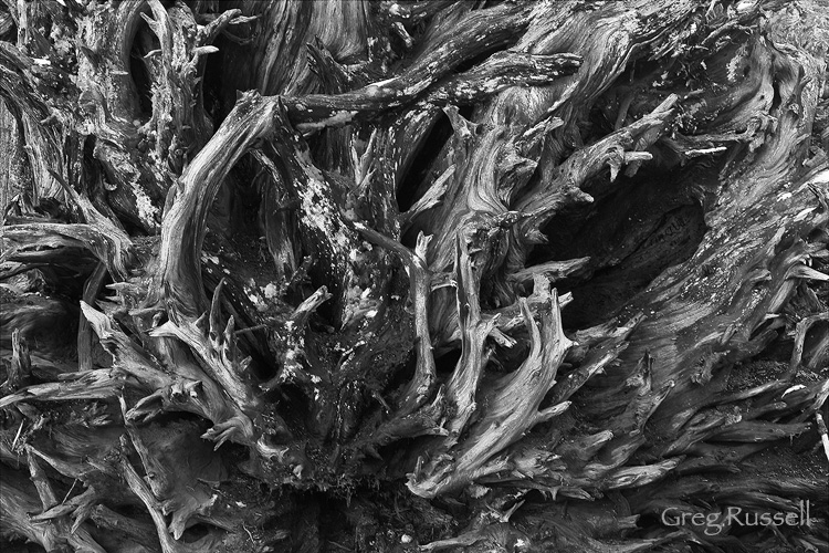 detail of the roots of a giant sequoia tree