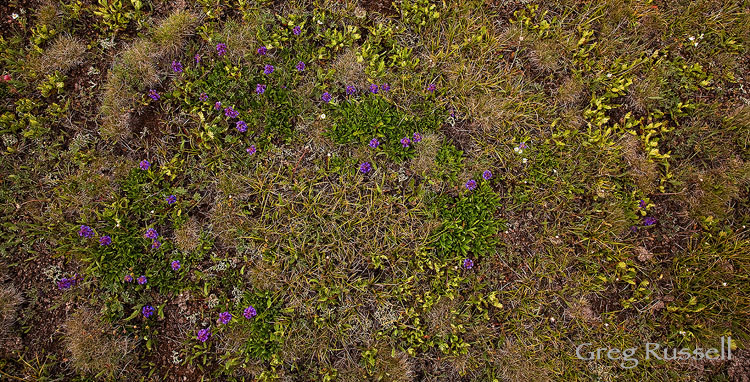 high altitude plant growth on boulder mountain, utah