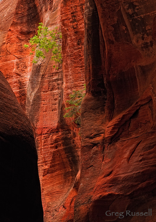 kanarra creek narrows, near kanarraville, utah