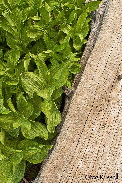 corn lilies and log, yosemite national park