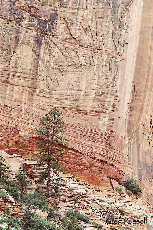 zion, zion national park, national park, utah, ponderosa pine, navajo sandstone