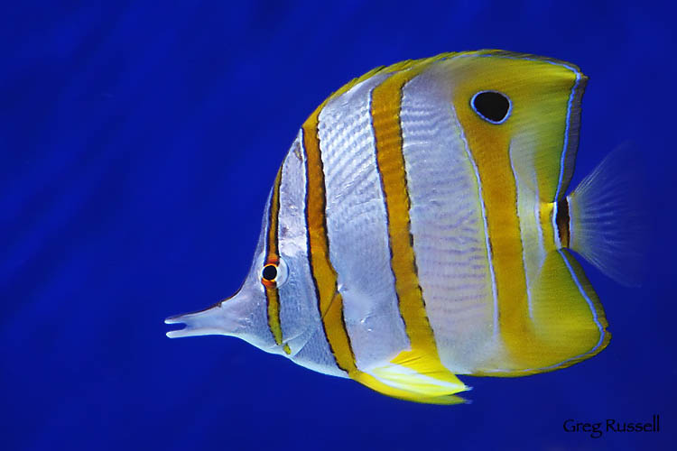 Photograph of a copperband butterflyfish (Chelmon rostratus)