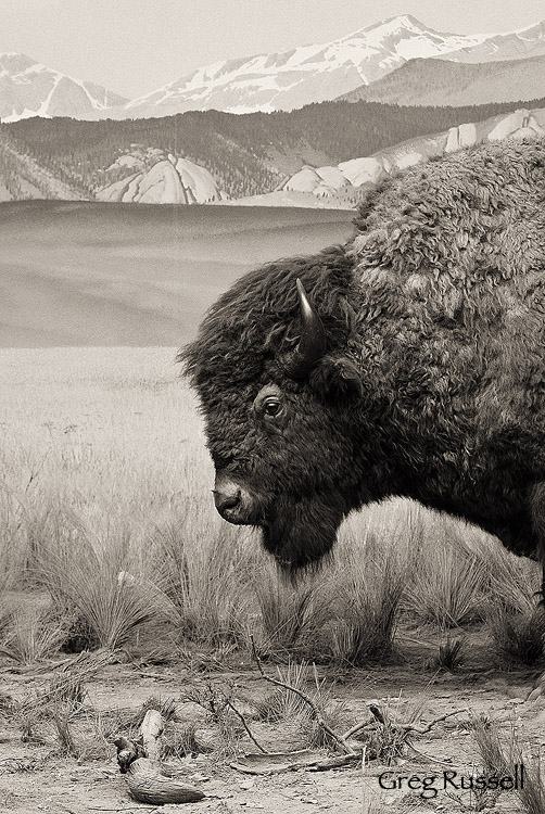 Bison (Bison bison) diorama at the LA County Museum of Natural History