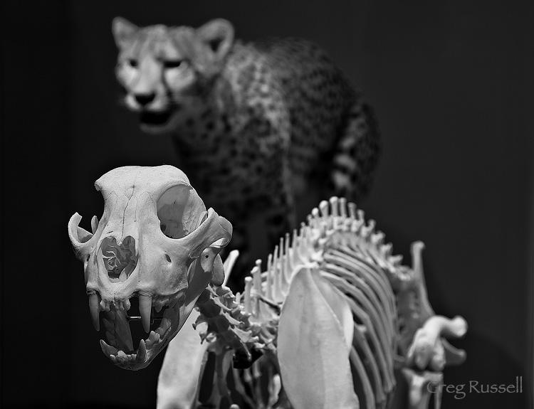 Cheetah (Acionyx jubatus) exhibit at the Los Angeles County Museum of Natural History