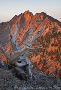 photo of a bristlecone pine and currant mountain at sunrise